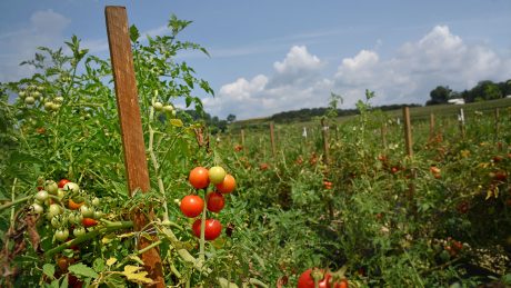 Tomato field in western North Carolina.