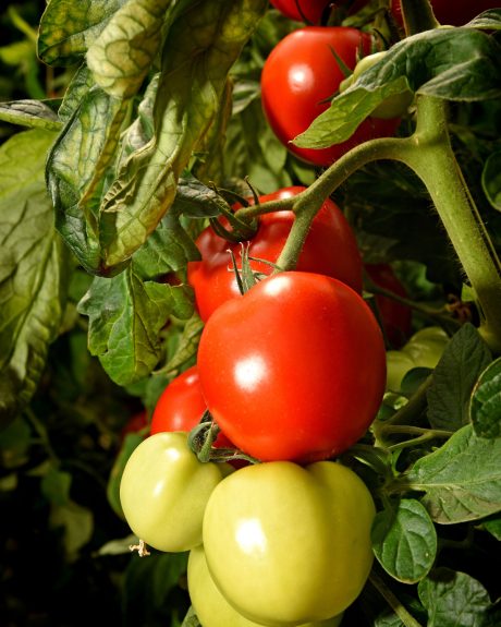 Tomatoes on the vine