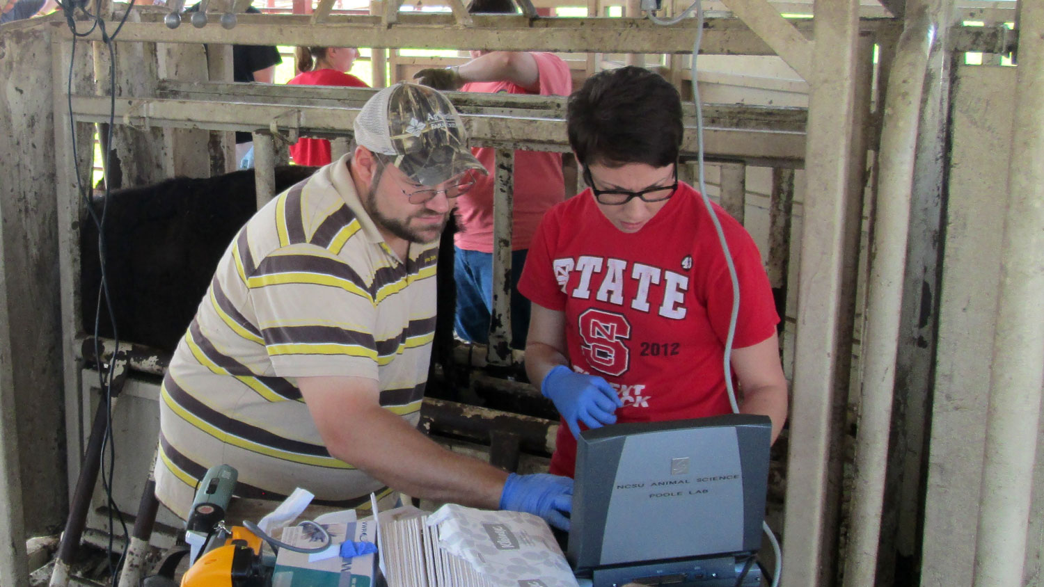 A man and woman wearing an NC State t-shirt work on cattle research.