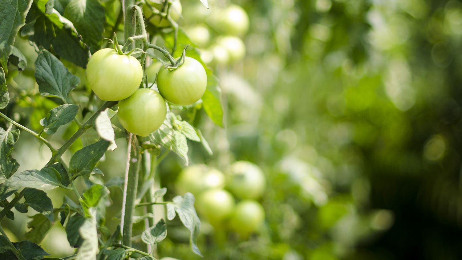 field of green tomatoes