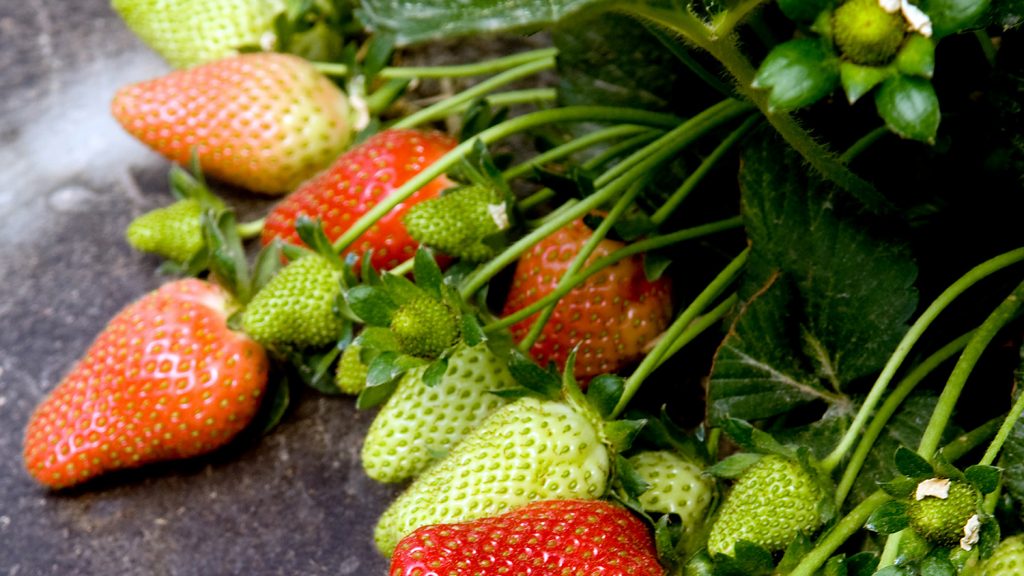 Strawberries of different ripeness on black plastic in a farm field