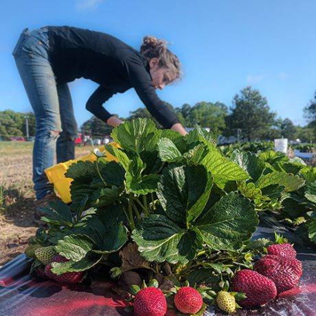 Woman picking strawberries at a research station