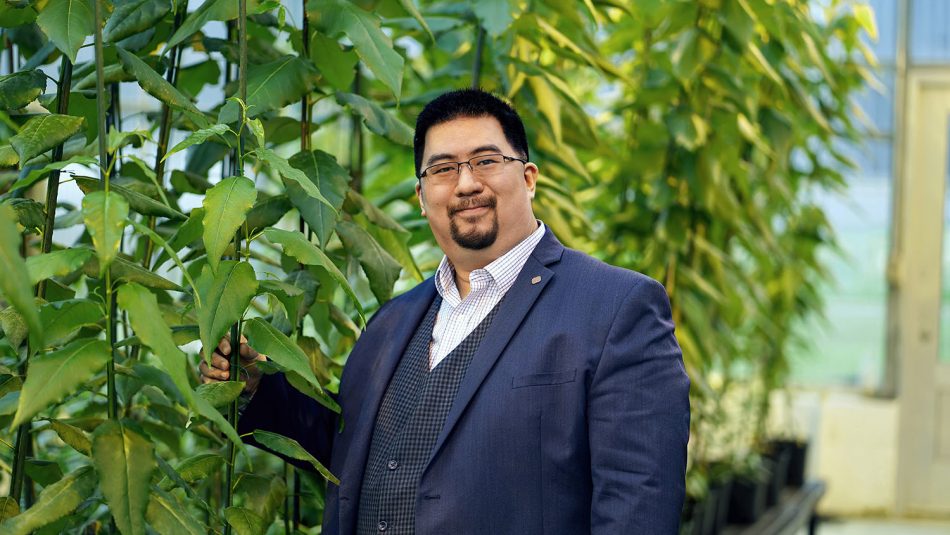 Jack Wang, College of Natural Resources professor and co-founder of TreeCo, with genome edited poplars.