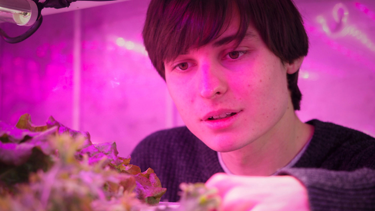 Many reaches toward plants being grown under LED lights in an indoor farm.