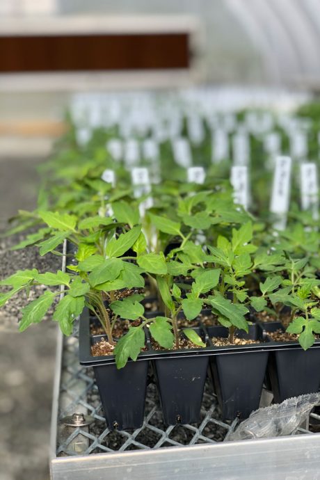 Rows of tiny tomato plants in the new greenhouse.