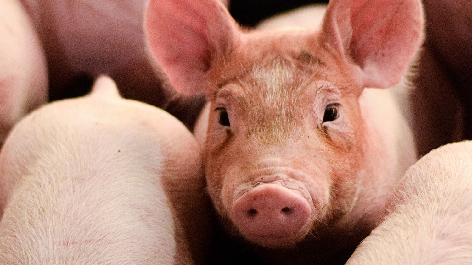 Piglets inside a barn