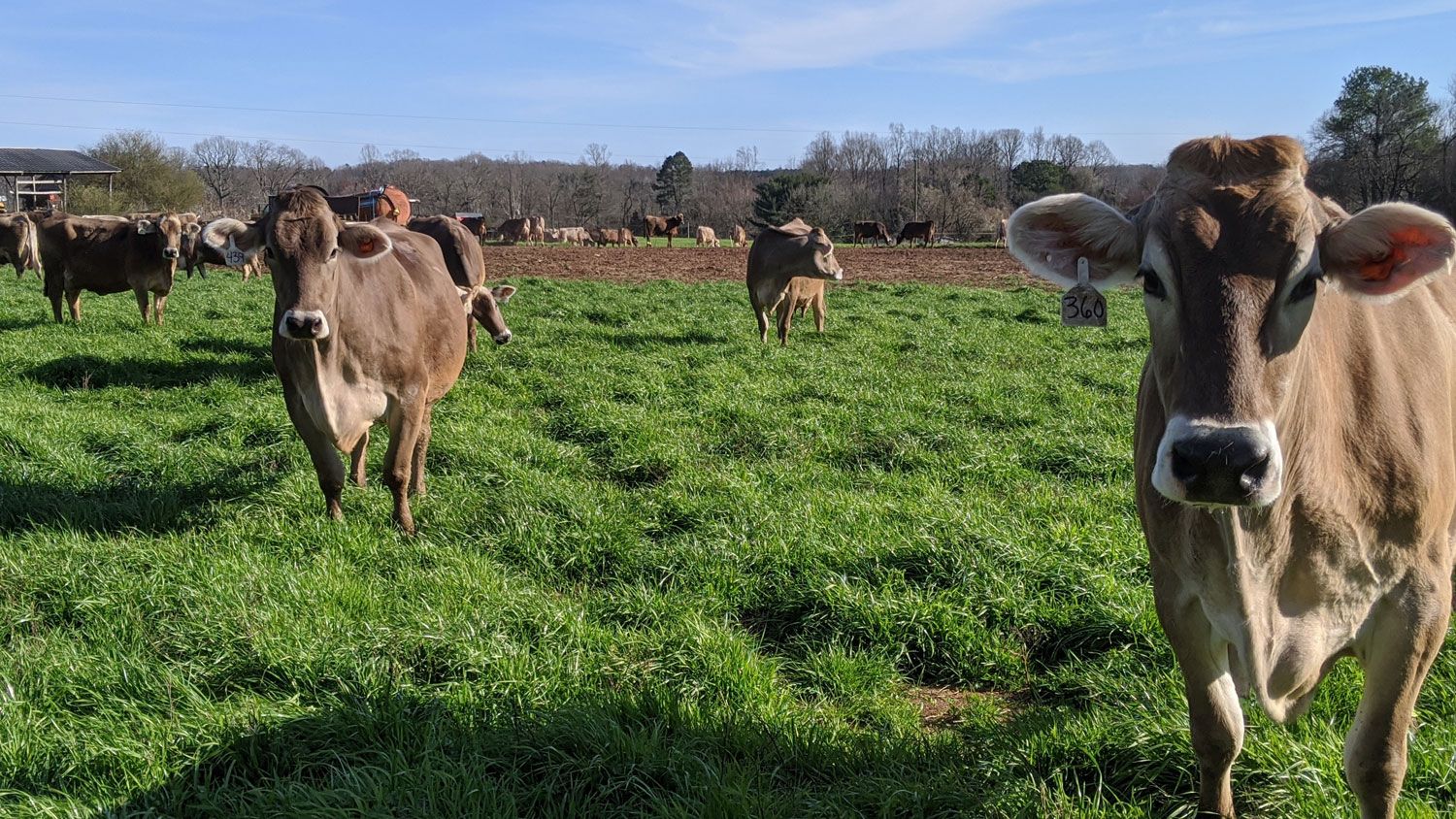 Brown Swiss herd dairy cows in a field