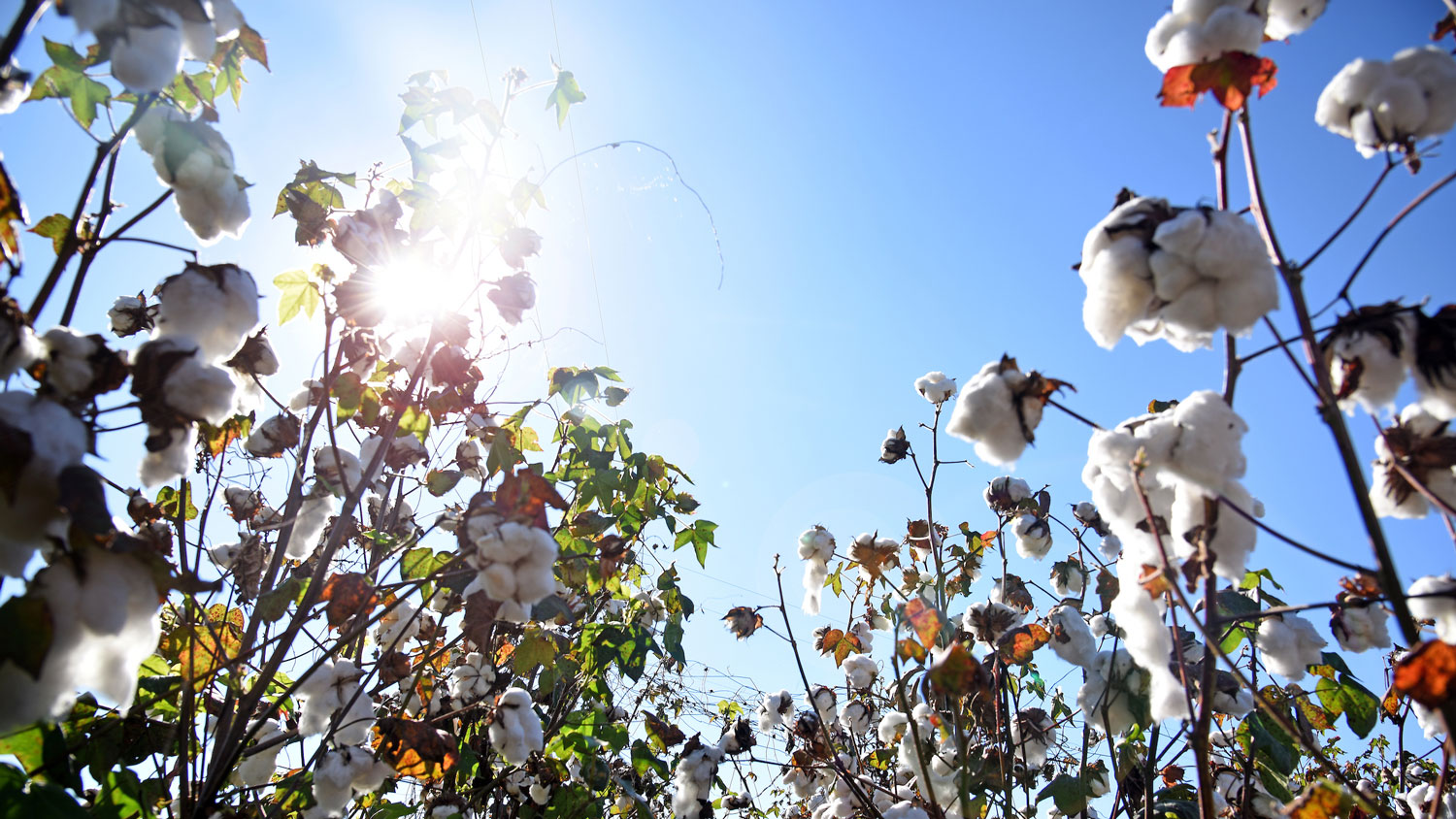 Improving Cotton Genetics - College of Agriculture and Life Sciences