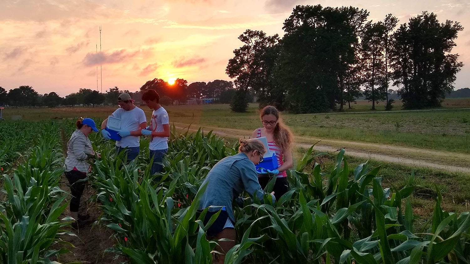 A group of students in a corn field as the sun sets. (From Summer 2019)