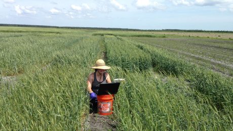 Woman in big sun hat kneeling in field of green, knee-high wheat.