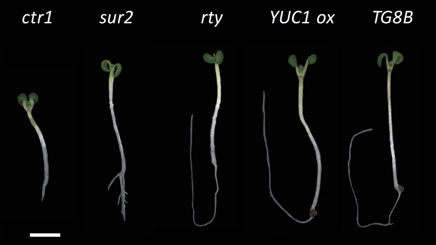Seedlings with mutations in genes involved in making a plant growth hormone have curly cotyledons, the first two “leaves” of a plant shoot, or short roots. (Labeled seedlings on black)