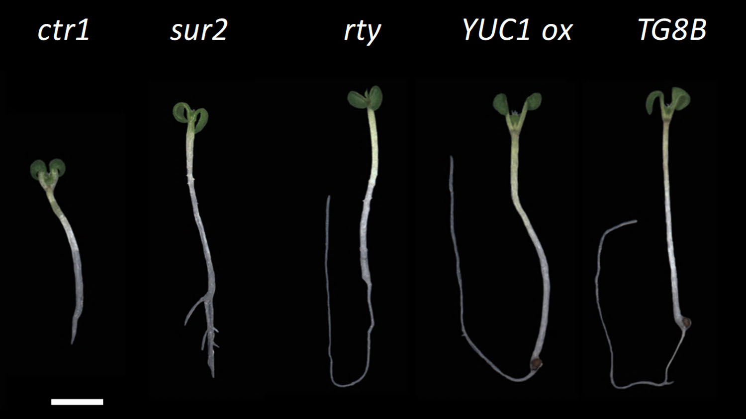 plant mutations