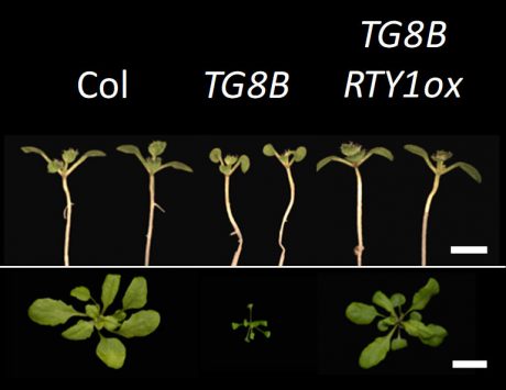 When a plant with an unknown mutation was crossbred with a plant with a known mutation in an enzyme involved in making a plant growth hormone, the offspring looked normal, suggesting the new mutant complemented the known mutant. (Labeled seedlings on black)