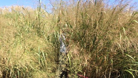 A man mostly hidden by a huge stand of switchgrass.