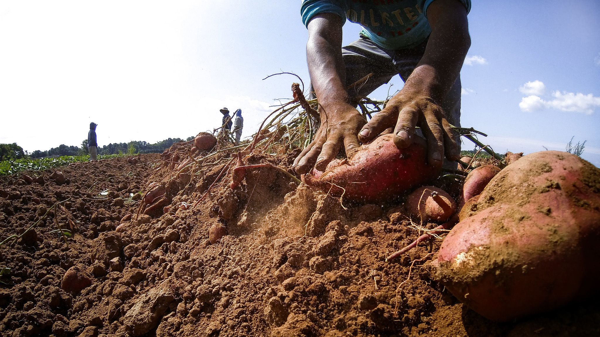Hands digging sweet potatoes from the ground, with other workers standing on the horizon
