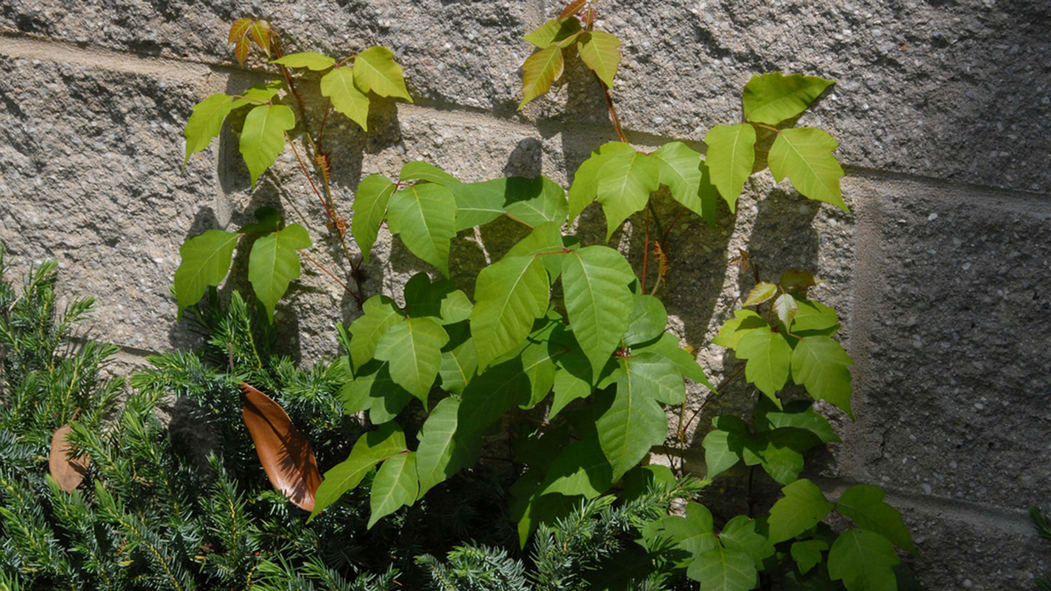 Poison ivy growing up a brick wall