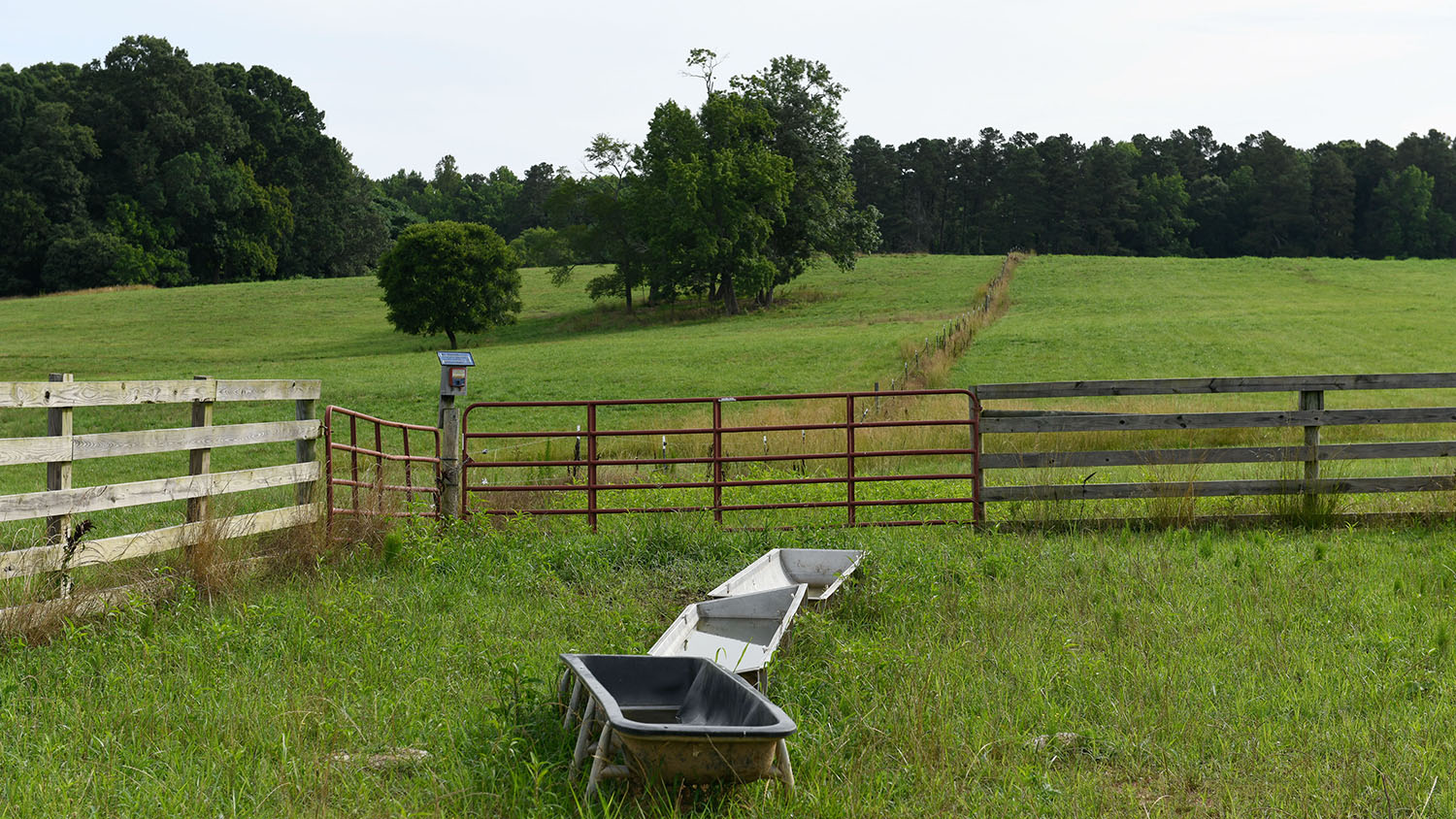 A lush green pasture at Umstead Research Station