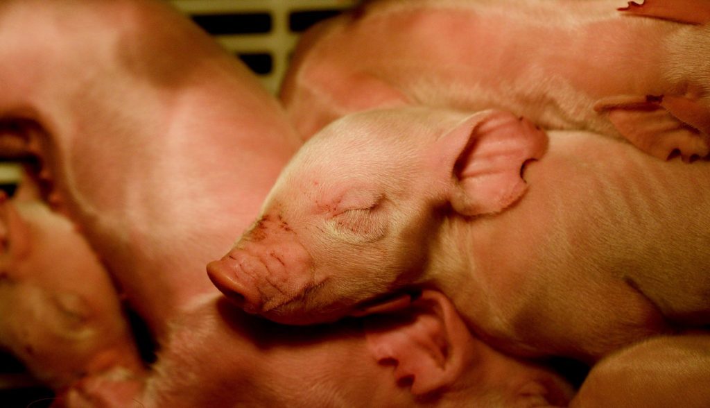 Piglets sleeping