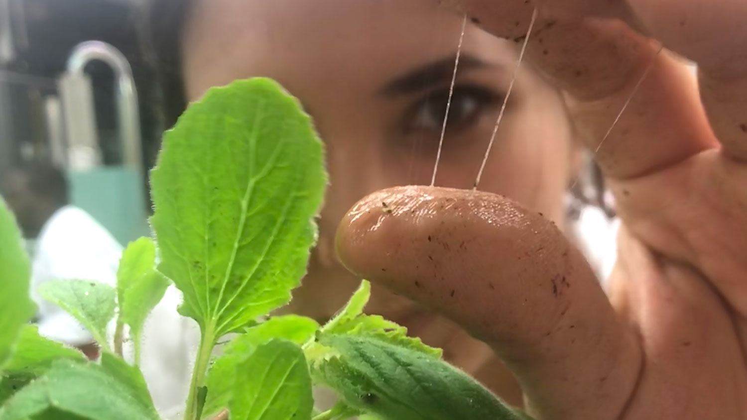 A young woman with a sticky substance between her fingers and green leaves.