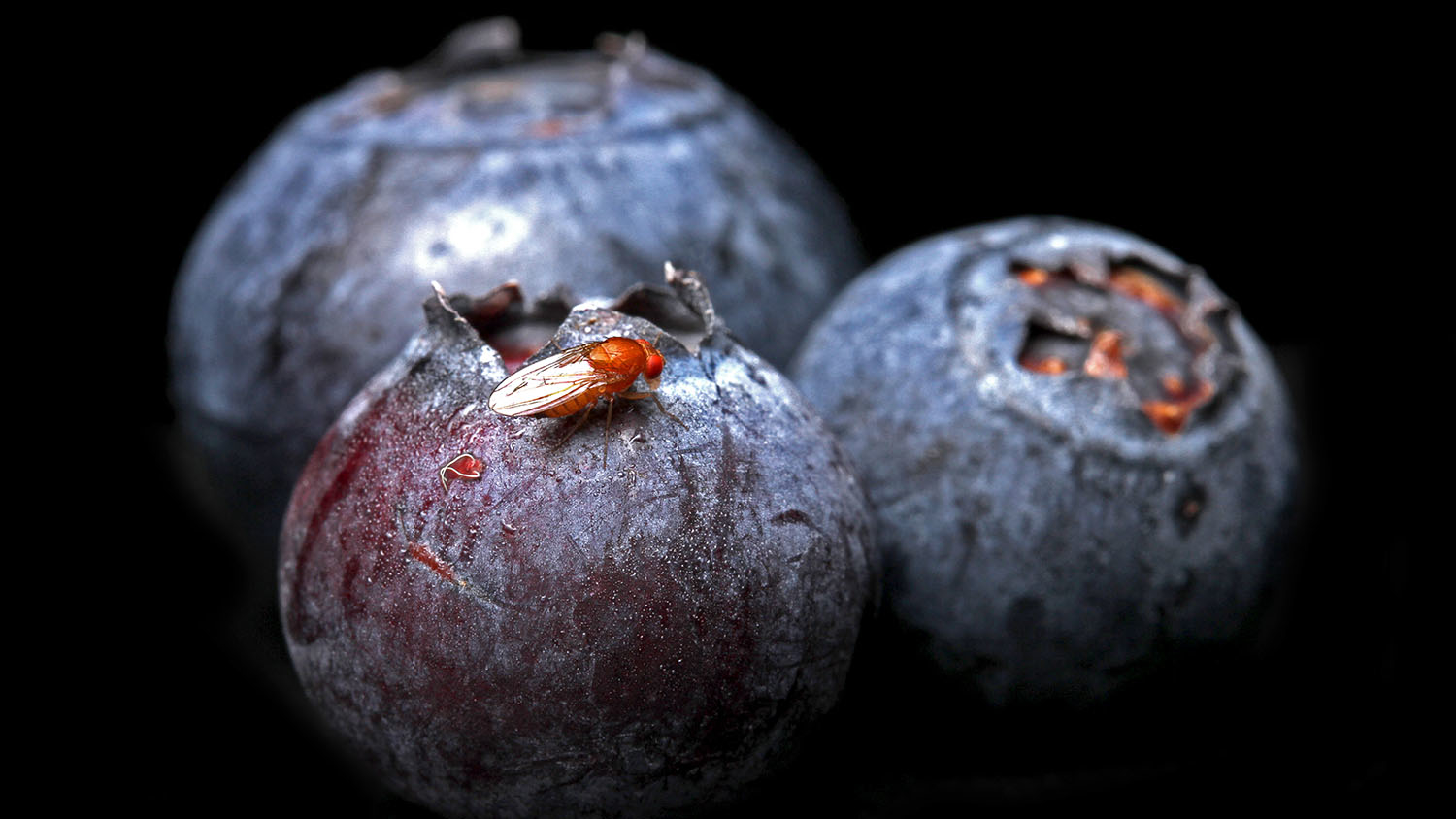 A small, red fly on a blueberry, against a black background.