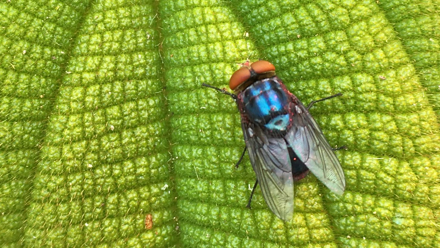 Fly with orange eyes and a light dusting of pink powder over its body