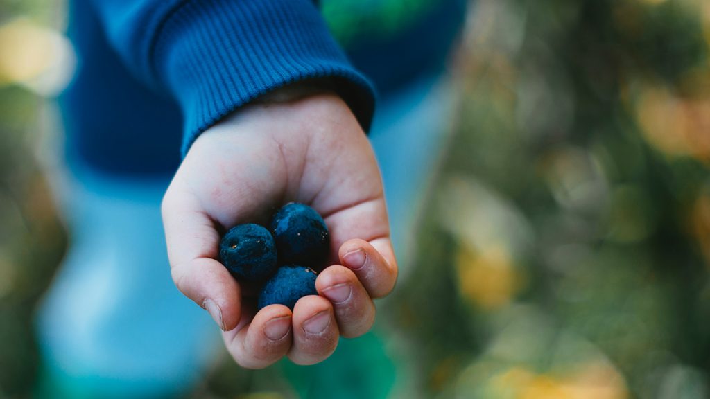 Child's outstretched hand with blueberries