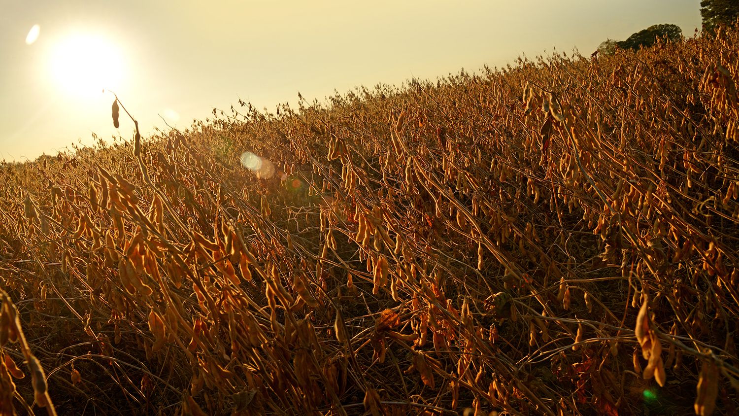 sun setting over a field