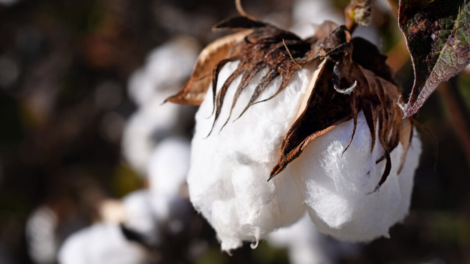 Cotton