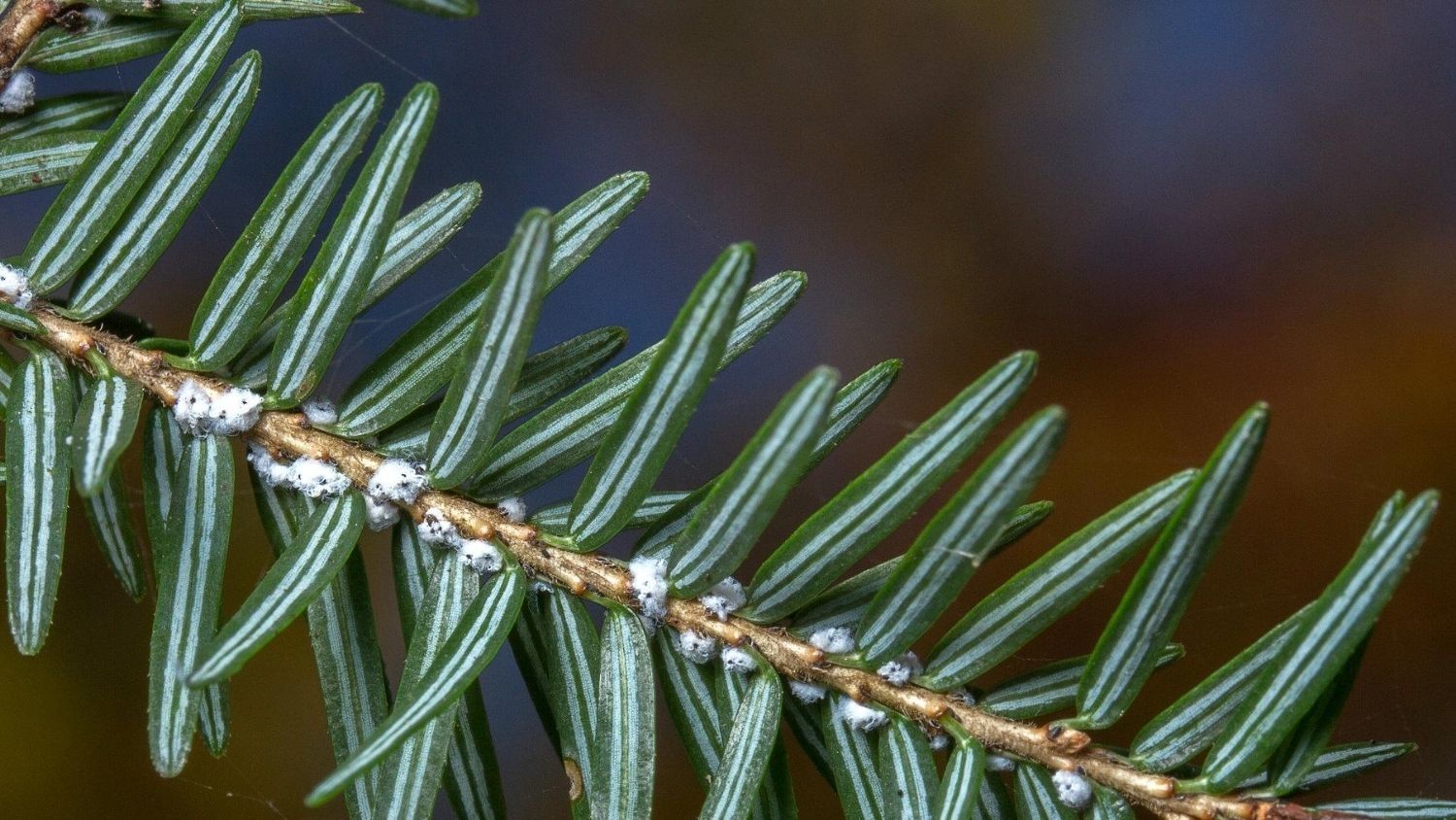 Hemlock woolly adelgid, a sap-sucking insect.