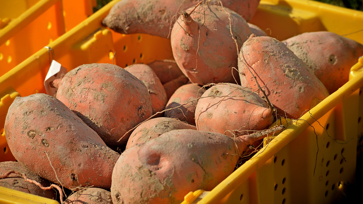 several sweet potatoes in a crate