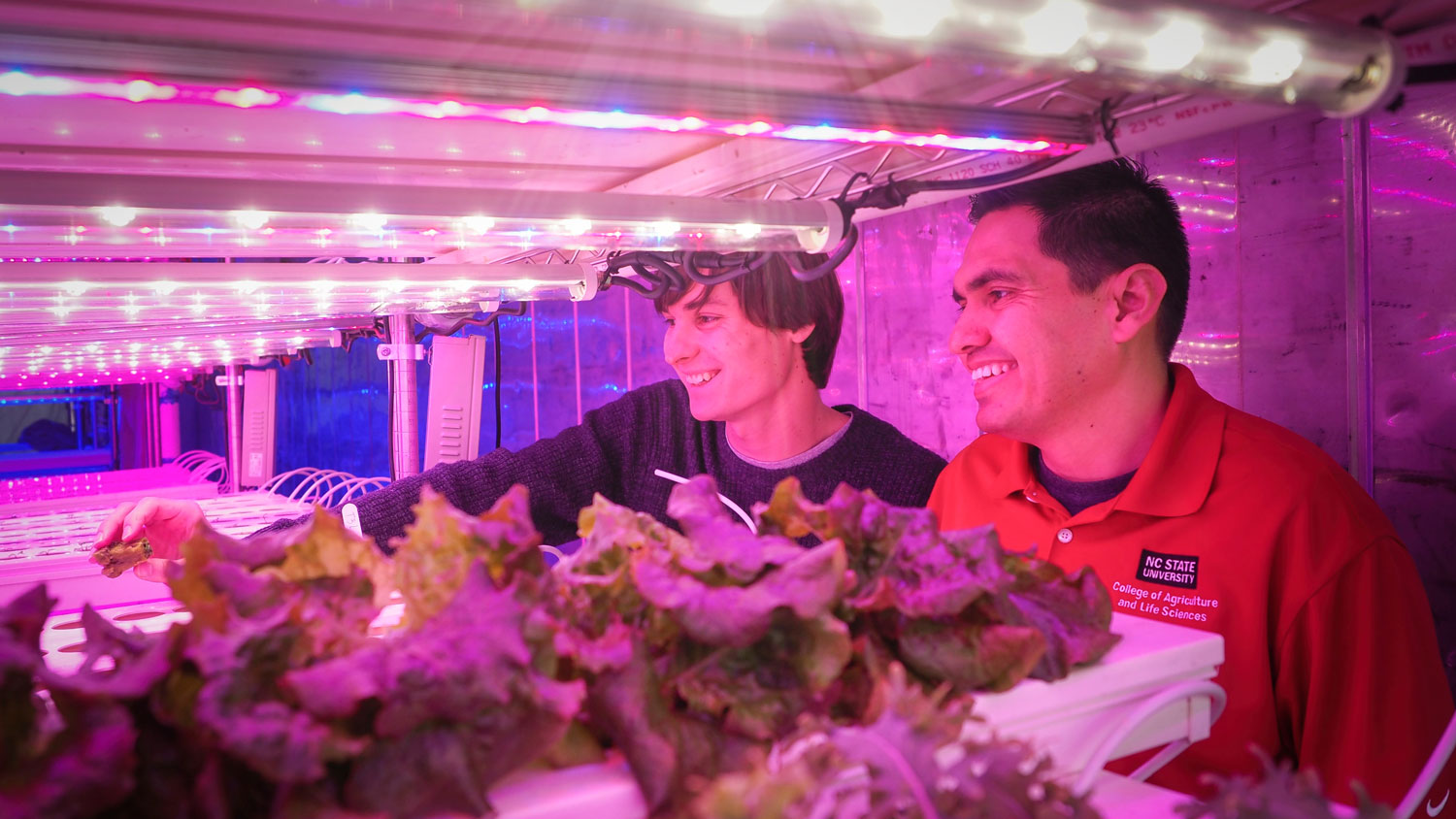 Two men looking at plants inside a large container garden with purple lights.