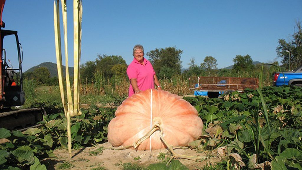 Woman stands behind a nearly 1,000-pound pumpkin