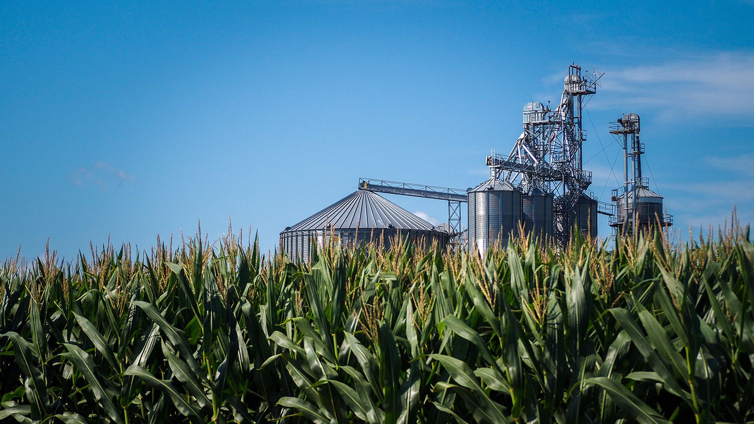 Corn frames a grain silo on the farm.