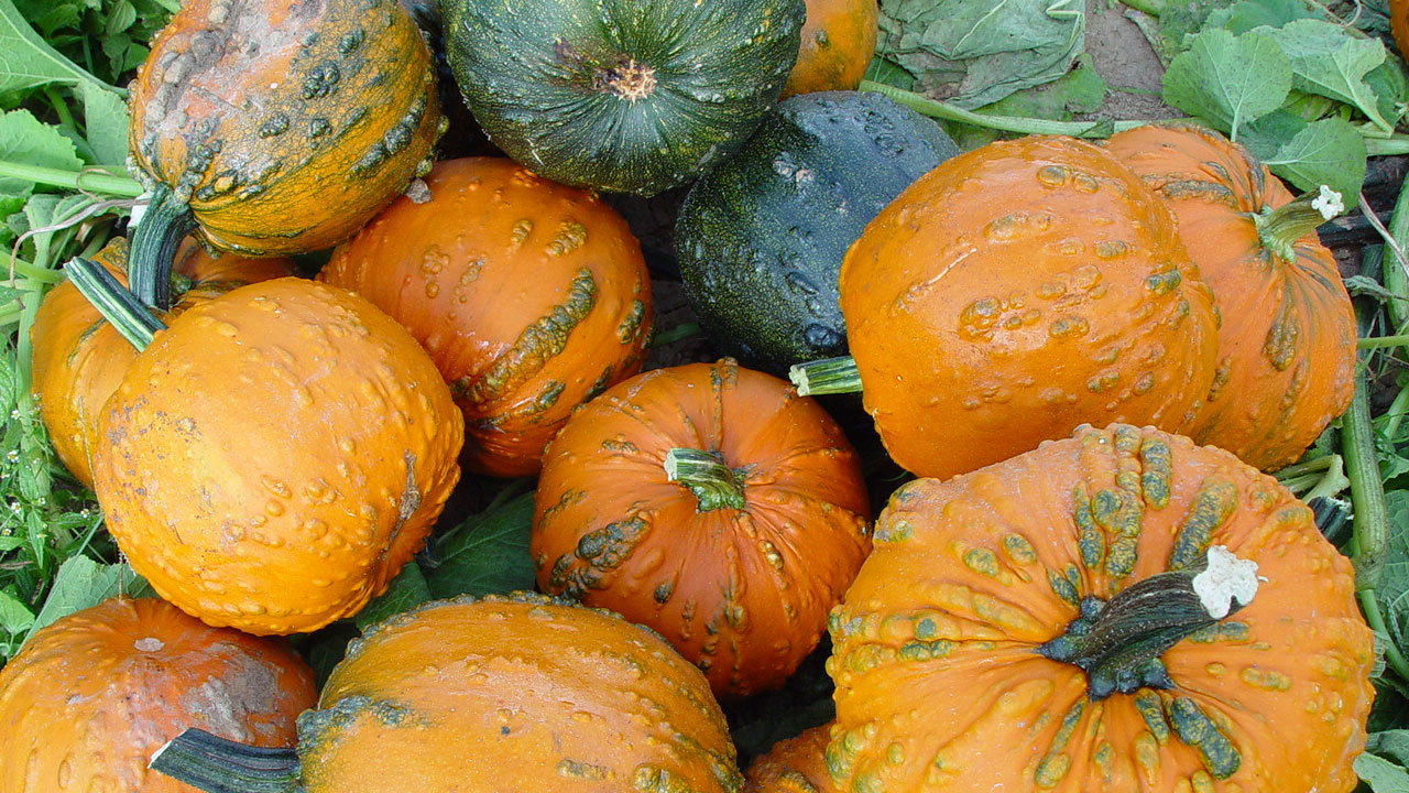 Pile of green and Orange pumpkins with warts