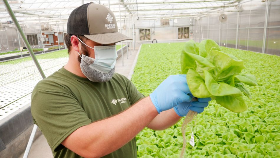A man wearing a mask and gloves inspecting lettuce