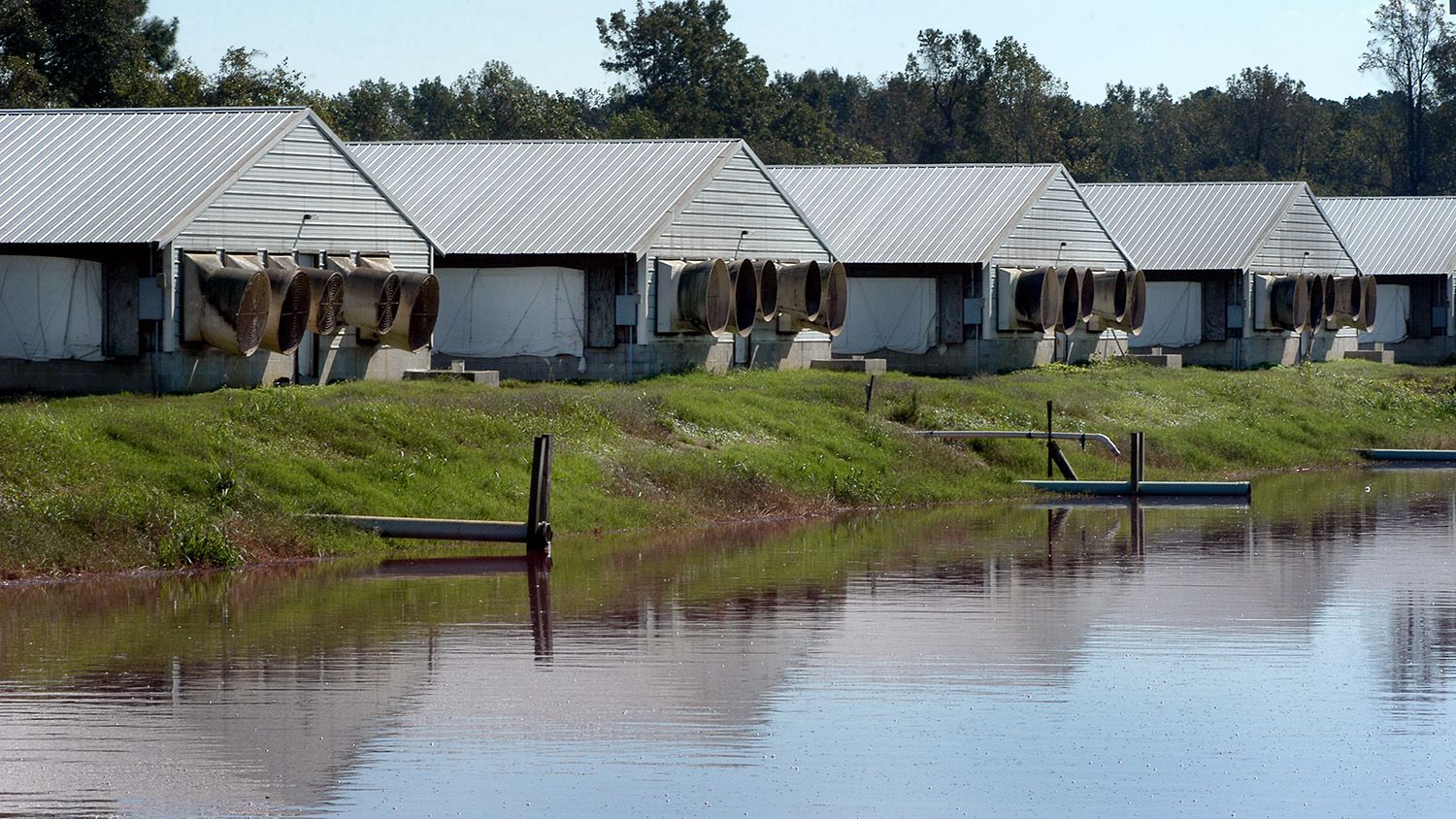 Waste lagoon and hog houses