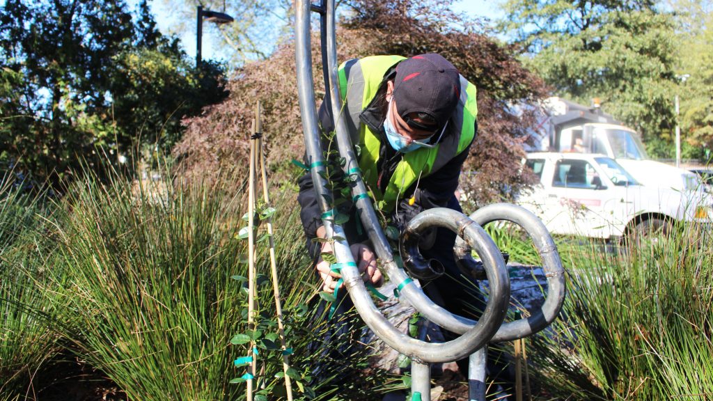 A student wraps vines around one end of the metal arbor.