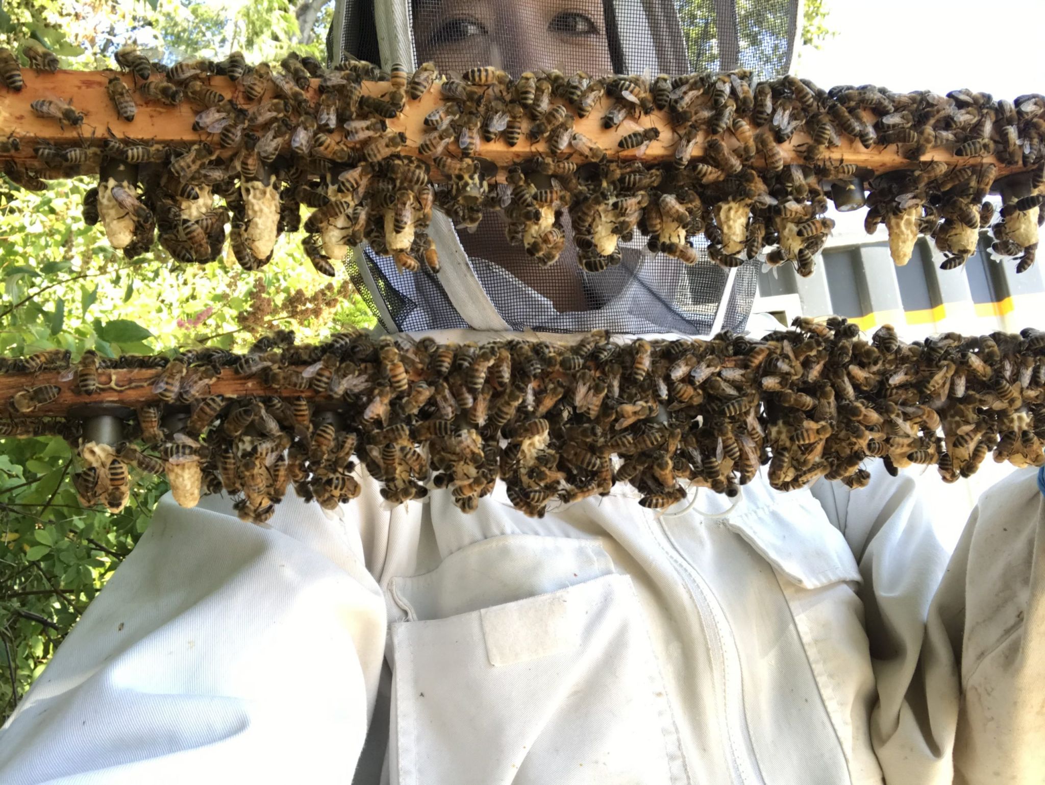 The life of a queen bee – Just Bee Honey