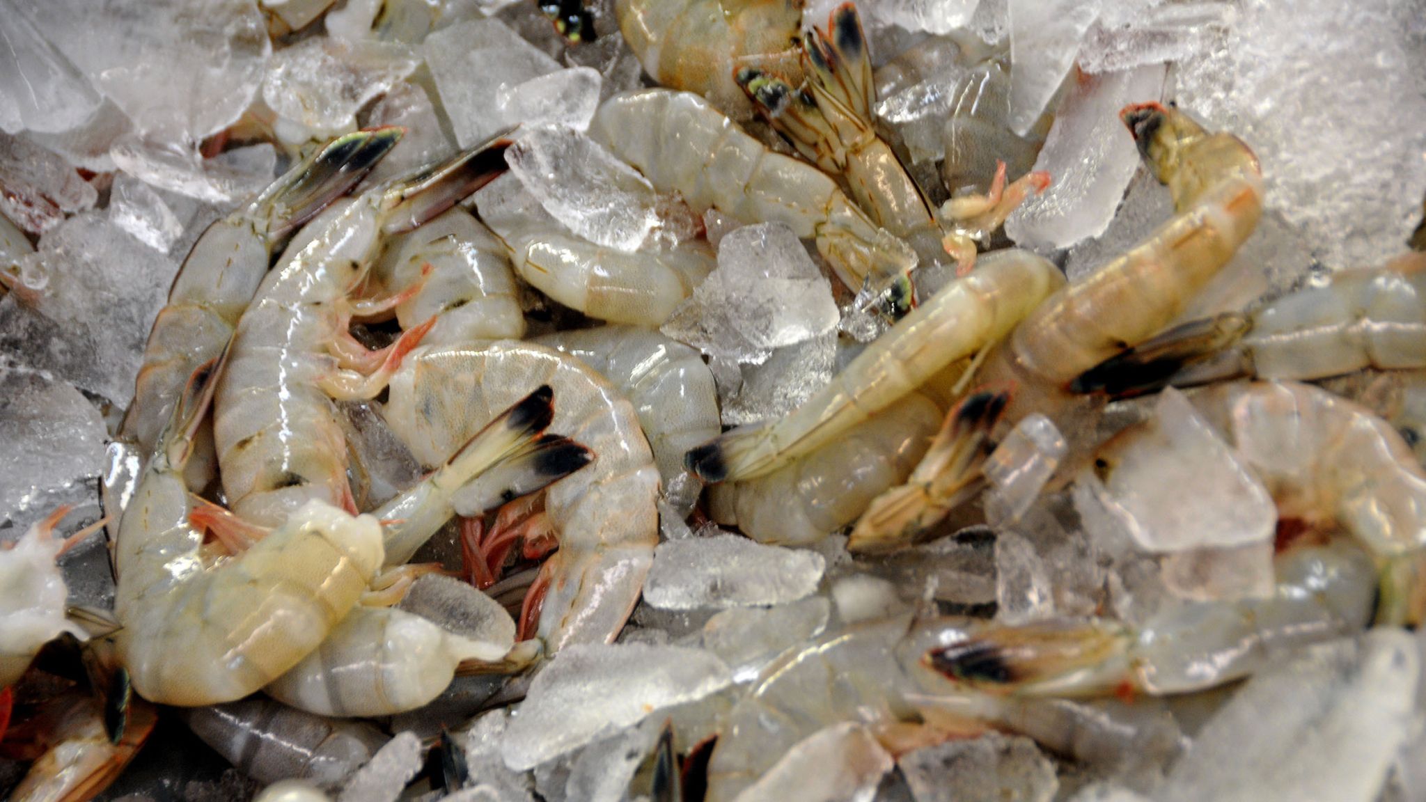 Raw shrimp on ice