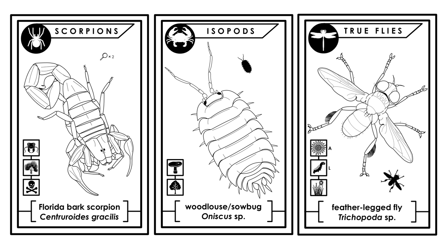 line drawings of arthropods from a coloring book