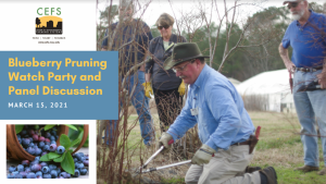 Man pruning bush in the winter with