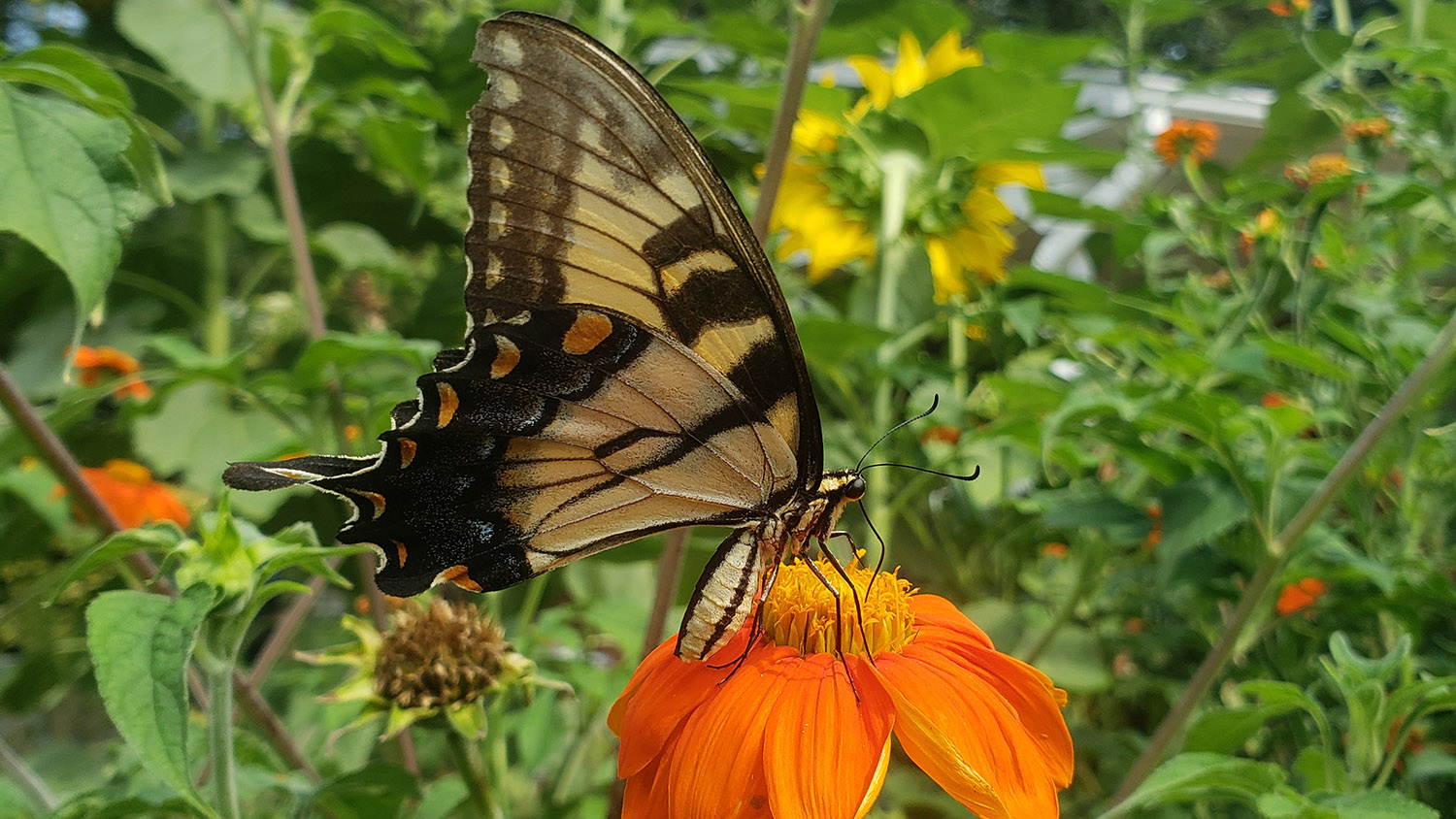 Swallowtail butterfly on flower