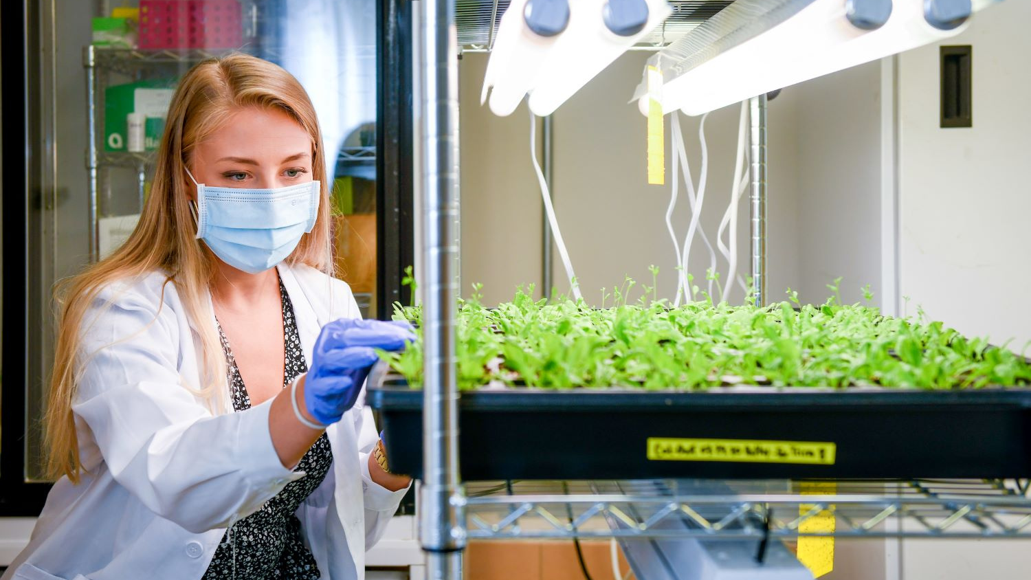 a young woman in a lab looking at seedlings