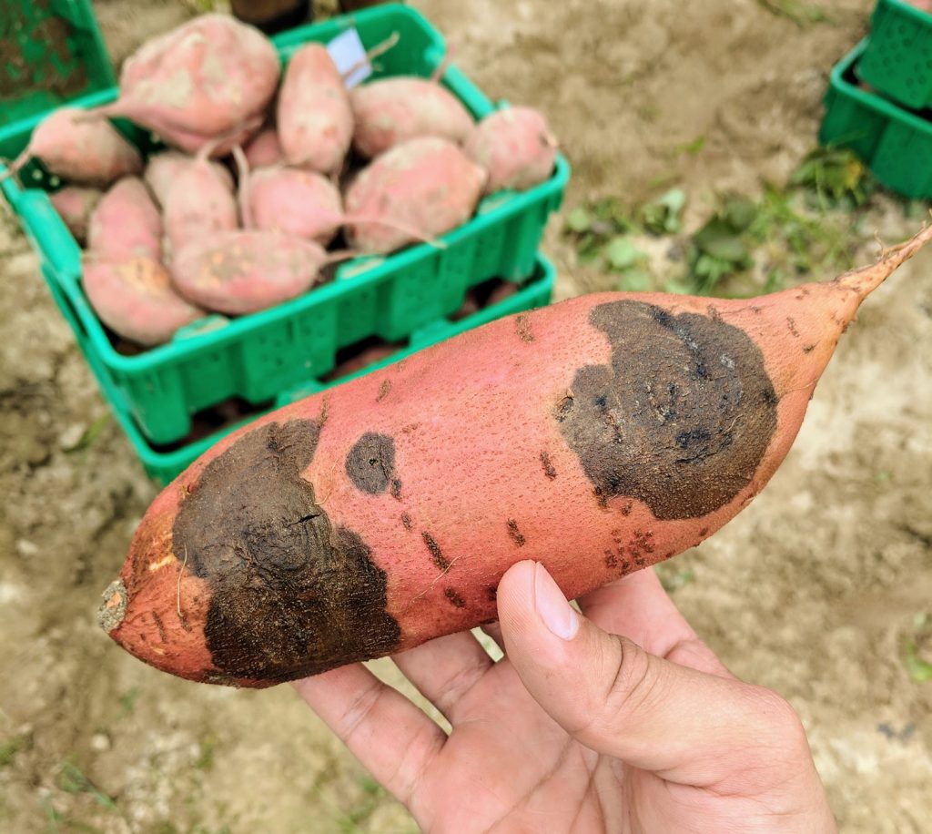 Sweetpotato with black rot lesions