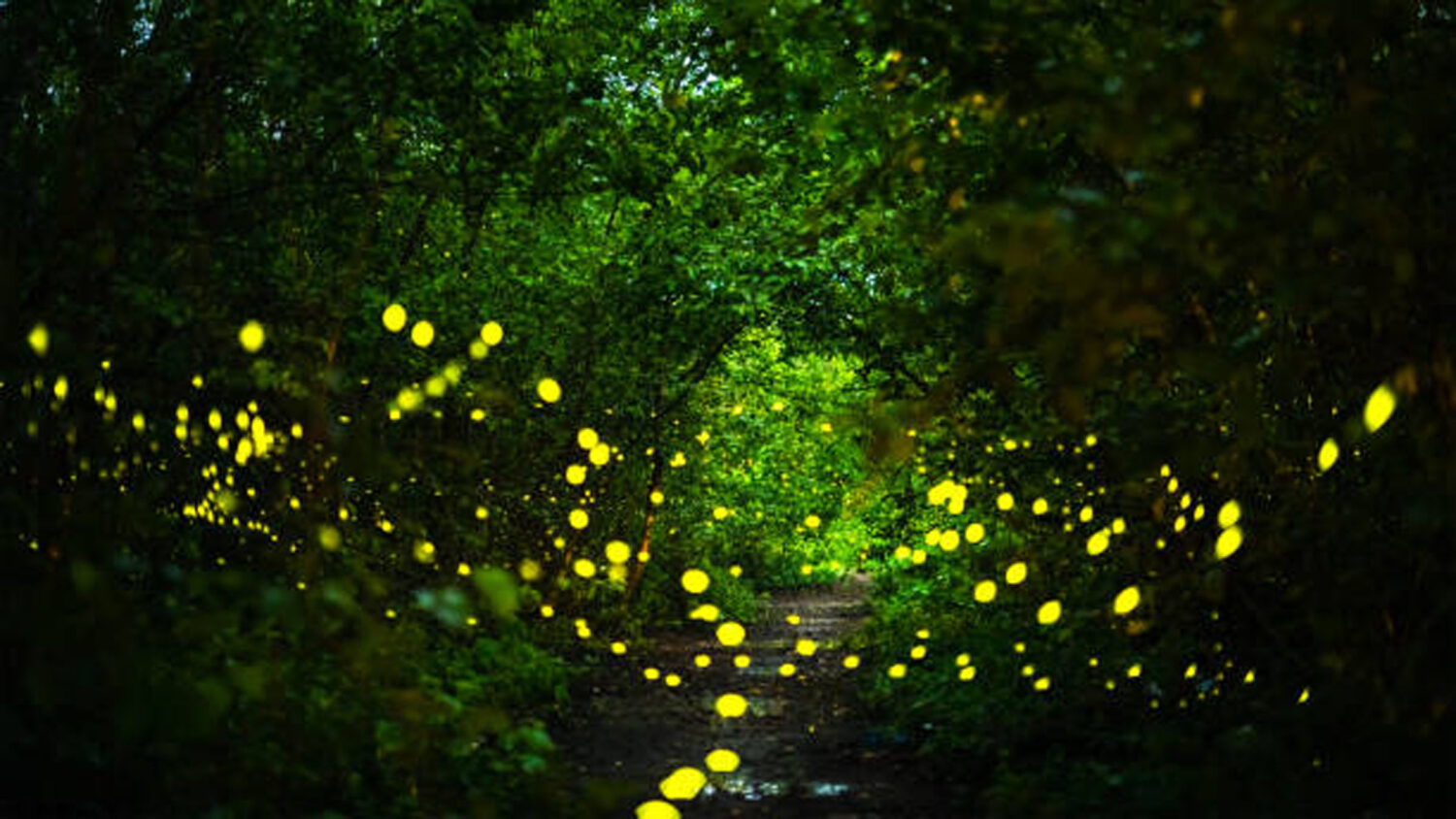 Fireflies in the woods