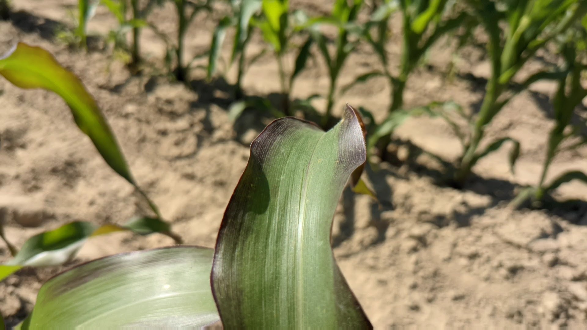 A plant experiencing phosphorus deficiency