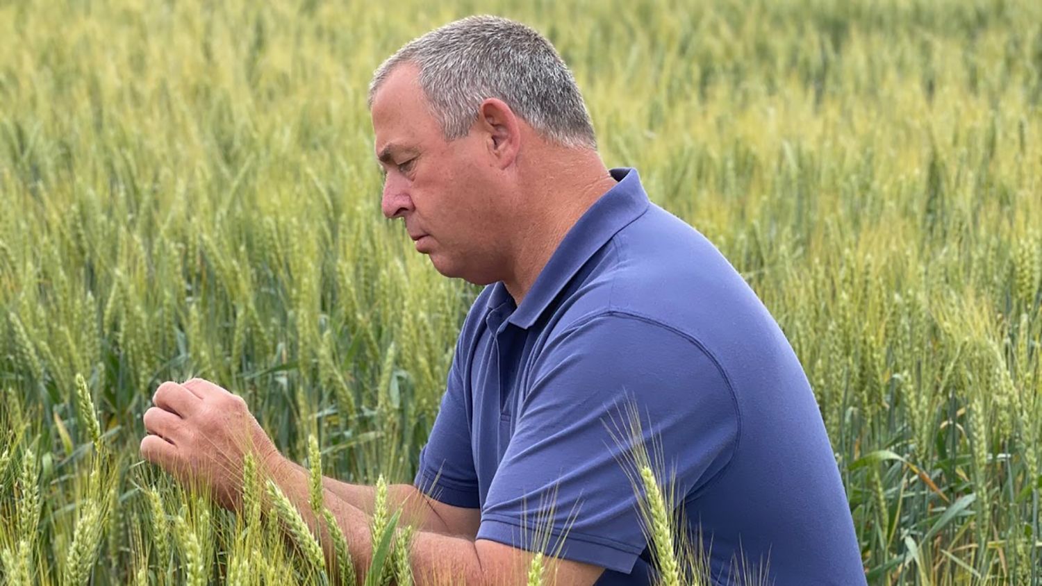 White male looking at wheat in a field