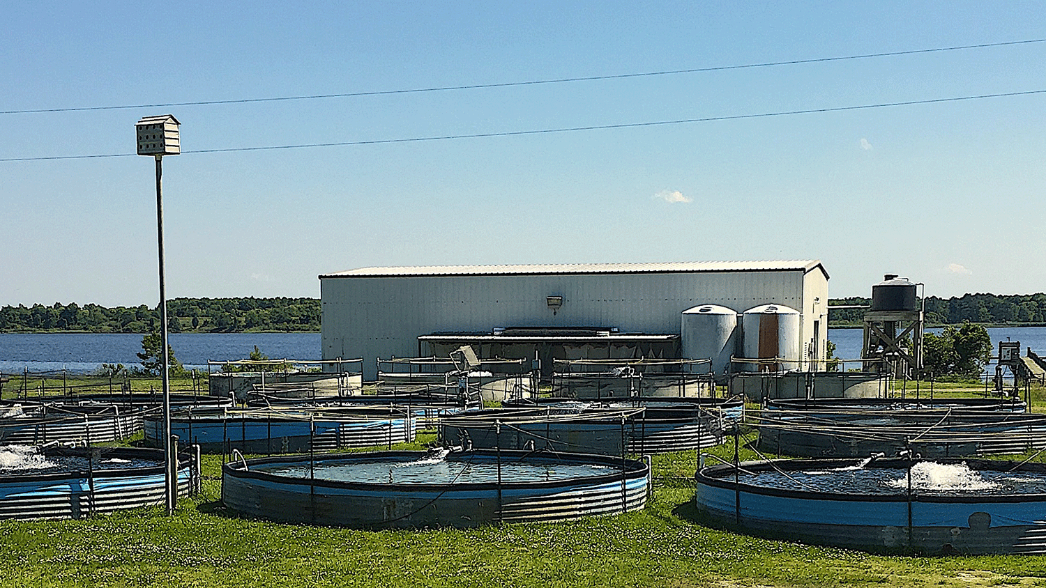 tanks outside of the Pamlico Aquaculture Field lab