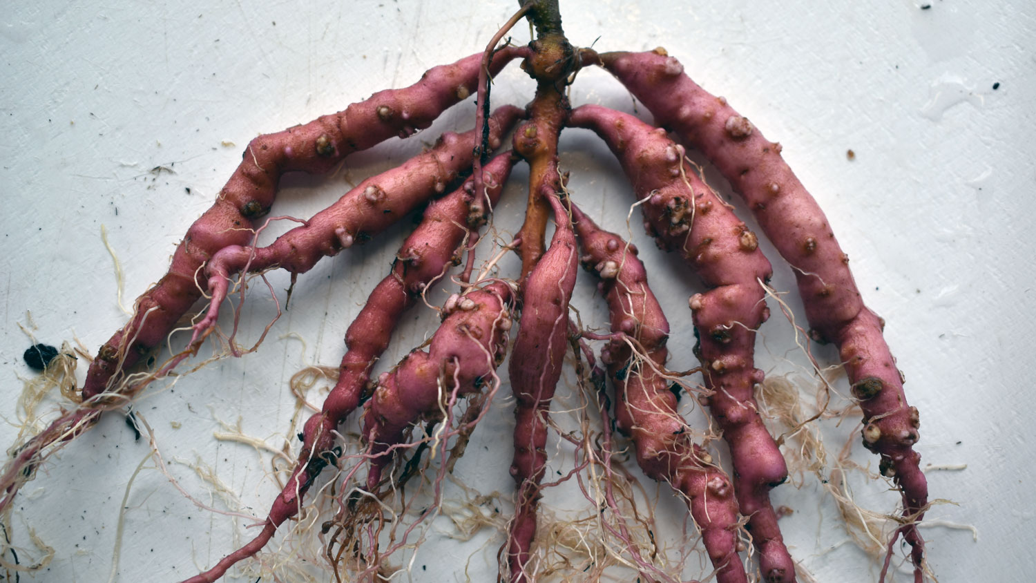 Bumps, knots and cracking of a sweet potato root from the guava root-knot nematode.