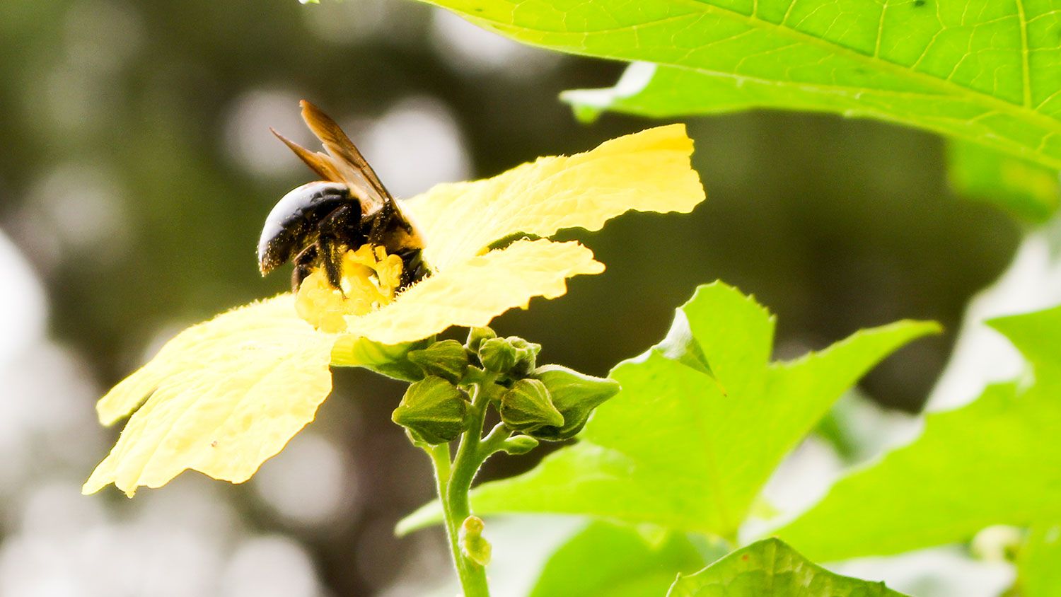 Bumble bee on a flower